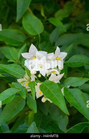 Solanum Jasminoides Album. Kartoffel-Rebe. Stockfoto