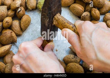 Frau Hand mit einem Hammer zum Knacken Mandelschalen Stockfoto