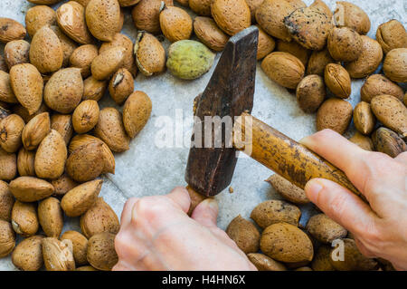 Frau Hand mit einem Hammer zum Knacken Mandelschalen Stockfoto