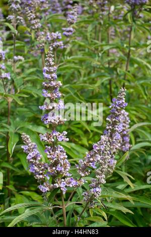 Vitex Agnus-Castus, in Blüte. Stockfoto