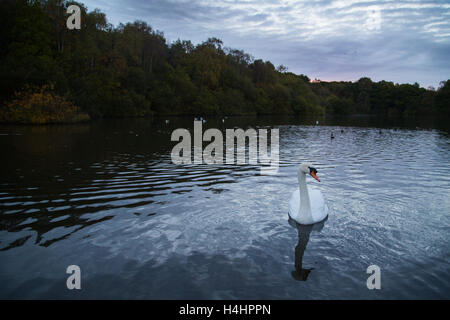 Eine elegante Schwan sitzt auf dem See erhebt sich die Sonne an einem kalten herbstlichen Morgen über Golden Acre Park in Leeds, West Yorkshire. Stockfoto