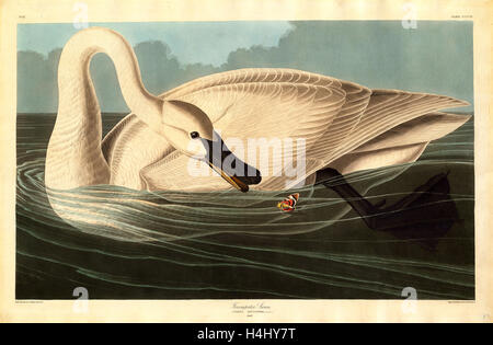 Robert Havell nach Audubon, Trompeter Schwan, amerikanisch, 1793-1878, 1838, handkolorierten Radierung und Aquatinta Stockfoto