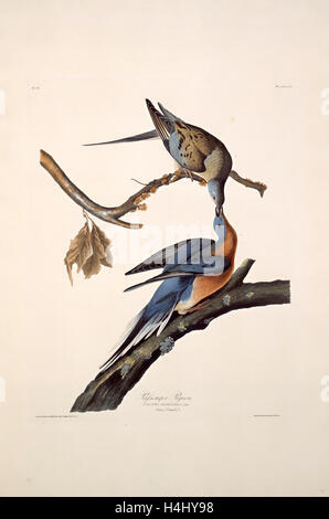 Robert Havell nach Audubon, Wandertaube, amerikanisch, 1793-1878, 1829, handkolorierten Radierung und Aquatinta Stockfoto