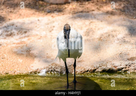 Wilde afrikanische Sacred Ibis Vogel Stockfoto