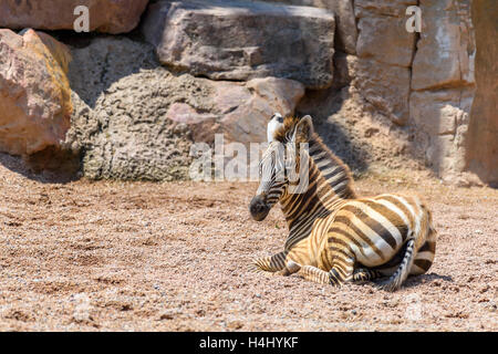 Baby Zebra In der afrikanischen Savanne Stockfoto