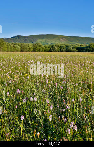 Enge Sartfield Naturschutzgebiet; Isle Of Man; UK Stockfoto