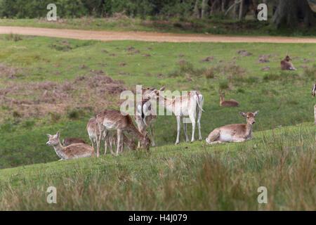 Damwild; Dama Dama Herde; Bolderwood; New Forest; UK Stockfoto