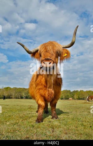 Highland Cow New Forest; UK Stockfoto