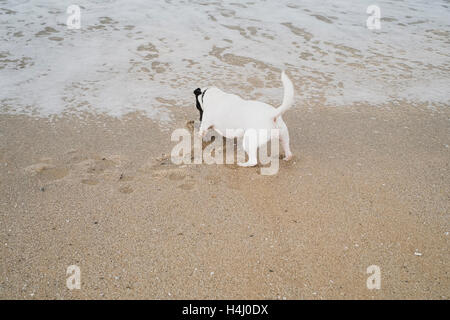 Ein Jack Russell Terrier am Rand Wassers von Falmouth Gyllyngvase Strand Sand zu graben. Stockfoto