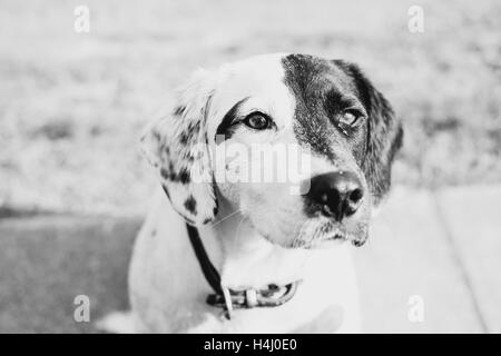 Ein Springer Spaniel und Labrador überqueren Stockfoto