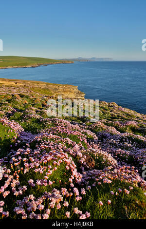 Marwick Head; Orkney; Schottland; UK Stockfoto