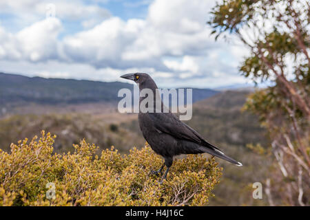 Schwarzes Currawong Porträt - native tasmanischen Vogel. Cradle Mountain Nationalpark, Tasmanien, Australien. Stockfoto