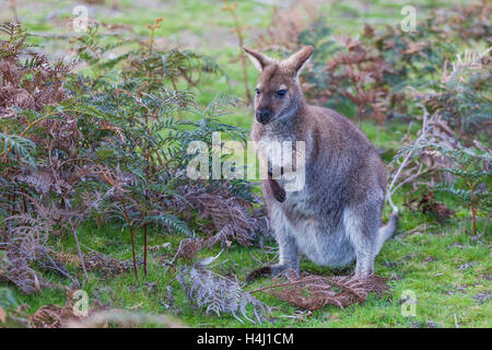 Bennett Wallaby unter Farnen in Tasmanien, Australien Stockfoto