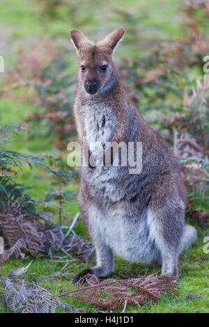 Bennett Wallaby unter Farnen in Tasmanien, Australien Stockfoto