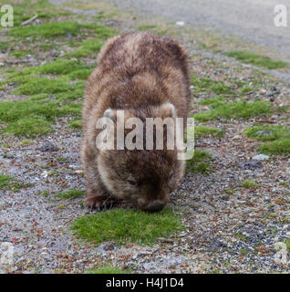 Braun Wombat Essen Grass in Tasmanien, Australien Stockfoto