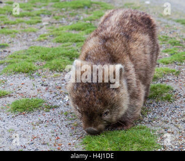 Braun Wombat Essen Grass in Tasmanien, Australien Stockfoto