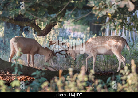 Zwei männliche Hirsch Brunft in einem aprk Stockfoto