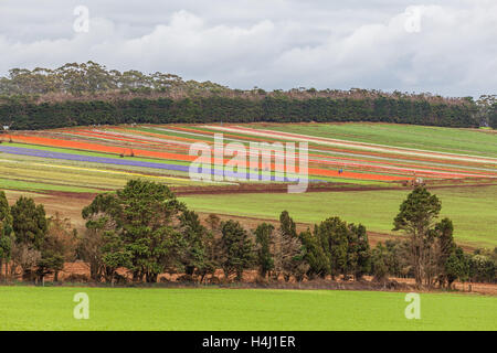 Tabelle Cape Tulip Farm in Blüte, Tasmanien, Australien Stockfoto