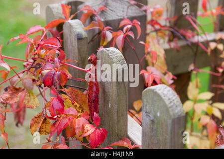 Wildem Wein um einen hölzernen Zaun klettern Stockfoto