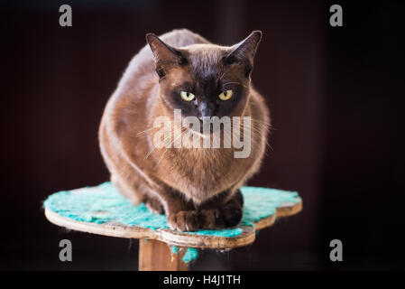 Schwarze birmanischen Katze in Birma Katze Dorf am Inle-See, Myanmar Stockfoto