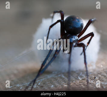 Spinne (Meta Menardi) Höhle Stockfoto