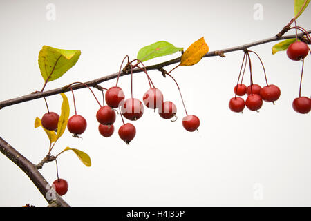 Blüte Crab Apple (Malus 'Prairifire') Obst, Filiale hautnah Stockfoto