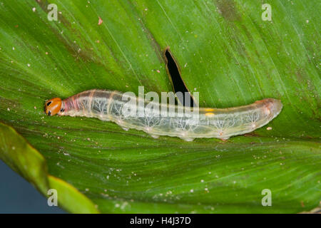 Brasilianische Skipper Calpodes Ethlius Dallas, Texas, Vereinigte Staaten von Amerika 25. September 2007 Larve oder Raupe auf Canna Lilly. Stockfoto