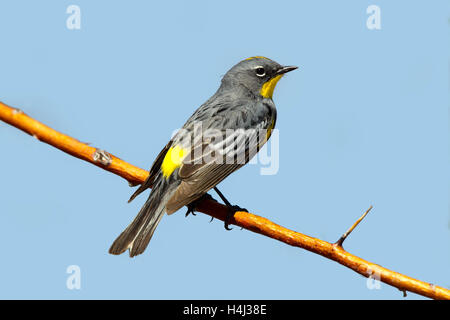 Gelb-Psephotus Warbler Dendroica Coronata Summer Lake, Oregon, Vereinigte Staaten 4. Mai 2011 Erwachsene männliche Audubons Rennen Stockfoto