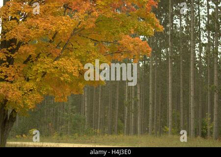 Ahornbaum In Herbstfarben vor einer Tribüne von Kiefern Stockfoto