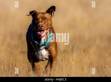 Staffordshire Terrier läuft über einen braunen Feld Stockfoto