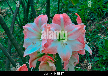 Amaryllis 'Apple Blossom' wächst wild auf Kreta Stockfoto