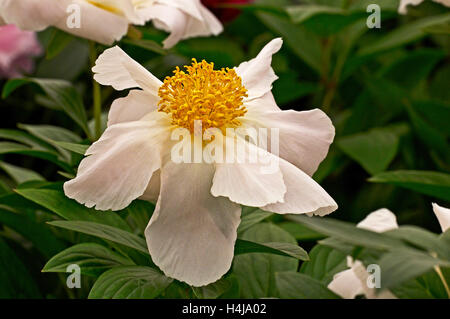 Krautige Pfingstrose 'White Wings' in Blüte Stockfoto