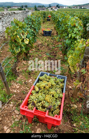 MONTRACHET GRAND CRU Chardonnay Trauben in Containern in der Domaine Leflaive Paket von Le Montrachet Weinberg von anne-claude Leflaive geerntet Stockfoto