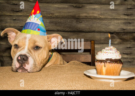 Geburtstag-Welpen Stockfoto