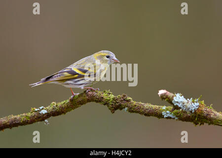 Erlenzeisig (Zuchtjahr Spinus) auf Ast Stockfoto