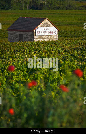 Weinleser Stein Zuflucht in Les Genevrières Weinberg Mohn im Vordergrund. Meursault, Burgund Côte d ' or, Frankreich. Stockfoto