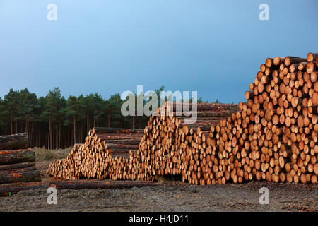 Protokoll Stacks auf Forstwirtschaft Kommission Land, Arne, Dorset, Großbritannien Stockfoto