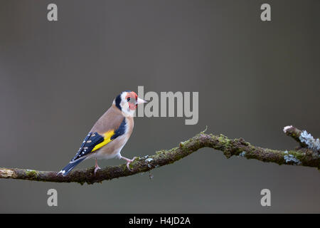 Stieglitz (Zuchtjahr Zuchtjahr) ruht auf bemoosten Ast Stockfoto