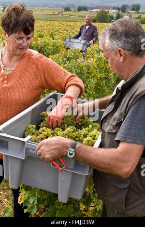 Montrachet Weinlese mit weinleser sortieren Grand Cru Domaine de la Romanee-Conti Trauben Le Montrachet Weinberg, Chassagne-Montrachet, Frankreich Stockfoto