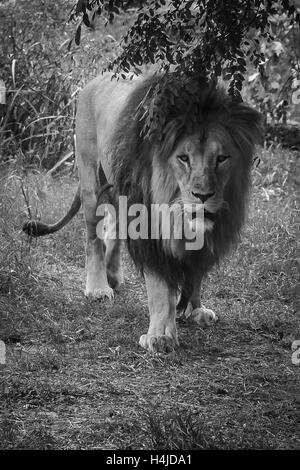 Nähert sich Löwen - schwarz / weiß Stockfoto