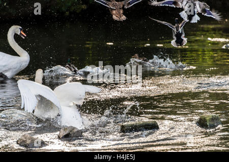 Ein paar Höckerschwäne (Cygnus olor) und Stockenten (Anas platyrhynchos) weg fliegen in Panik auf dem Fluss Avon Stockfoto