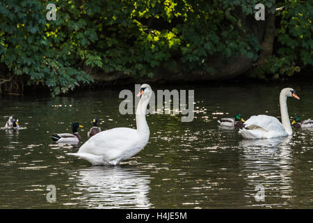 Ein paar Höckerschwäne (Cygnus olor) und Stockenten (Anas platyrhynchos) auf dem Fluss Avon Stockfoto