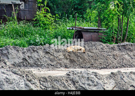 Hund schläft auf dem Sand vor ihren Häusern. Stockfoto