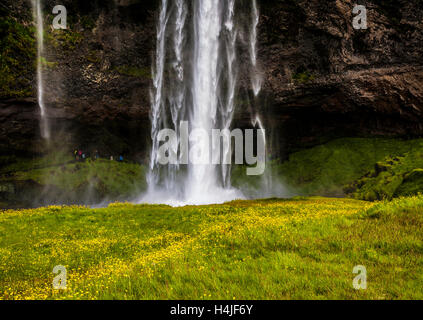 Seljalandsfoss Wasserfälle mit Wiesenblumen im Vordergrund, Hamragardar, in Südisland, Europa, fällt foss gelbe Wildblumen POV Stockfoto