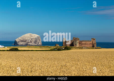 Tantallon Castle und Bass Rock gesehen über ein Feld von Gerste Stockfoto