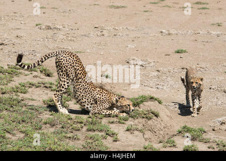 Gepard mit Cub (Acinonyx Jubatus), Serengeti Nationalpark, Tansania Stockfoto