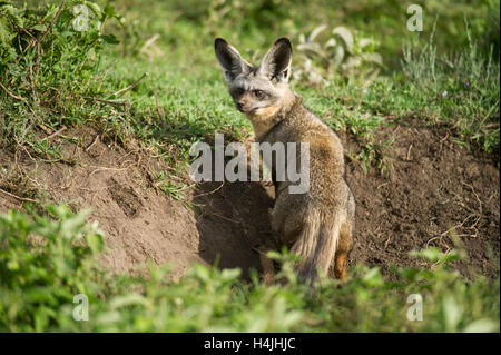 Hieb-eared Fuchs (Otocyon Megalotis), Serengeti Nationalpark, Tansania Stockfoto