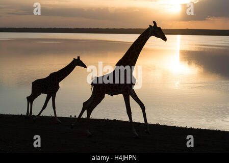 Maasai Giraffe am Lake Ndutu bei Sonnenuntergang (Giraffa Plancius Tippelskirchi), Serengeti Nationalpark, Tansania Stockfoto