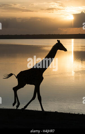 Maasai Giraffe am Lake Ndutu bei Sonnenuntergang (Giraffa Plancius Tippelskirchi), Serengeti Nationalpark, Tansania Stockfoto