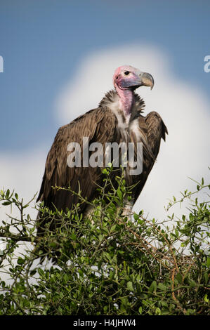 Ohrengeier-faced Vulture (Torgos Tracheliotos), Serengeti Nationalpark, Tansania Stockfoto